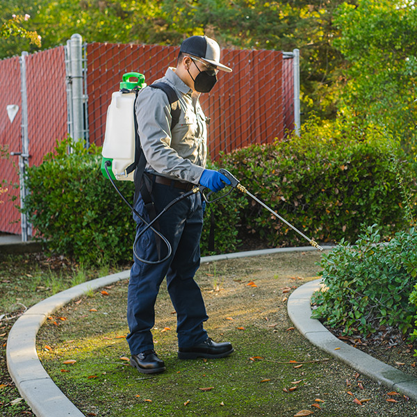 A pest control worker spraying the outside of a home