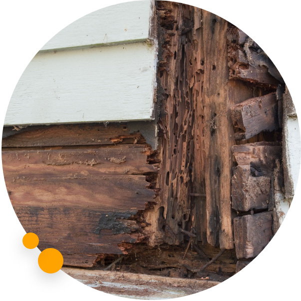 Termite damage done to a home's exterior