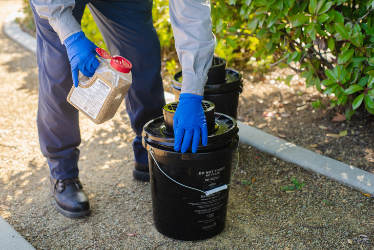 Twin Termite worker setting up a mosquito trap