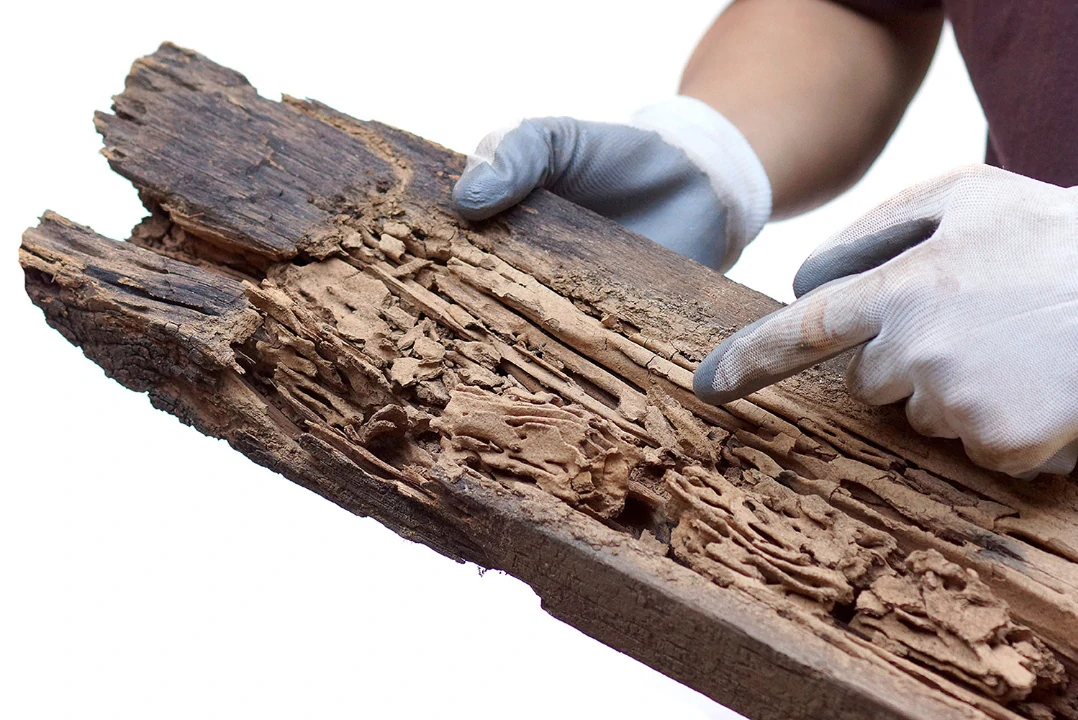 termite-damage-example